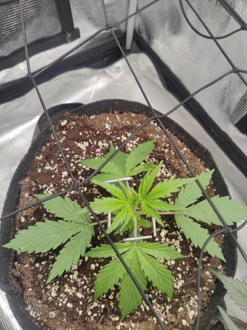 Kitsune kush Auto. Week 3