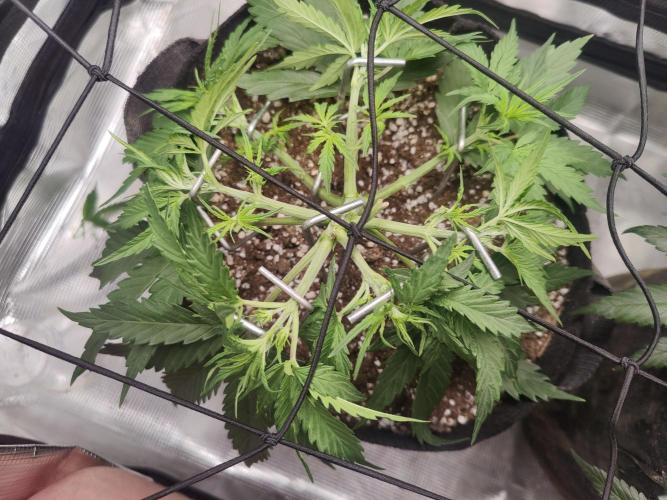 Kitsune kush Auto. Week 4