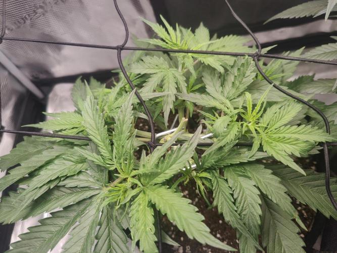 Kitsune kush Auto. Week 4
