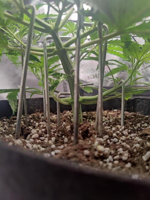 Kitsune kush Auto. Week 4