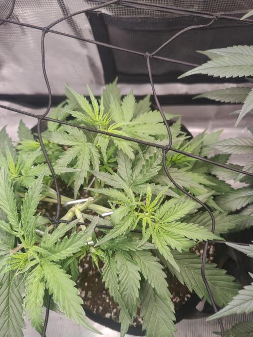 Kitsune kush Auto. Week 4