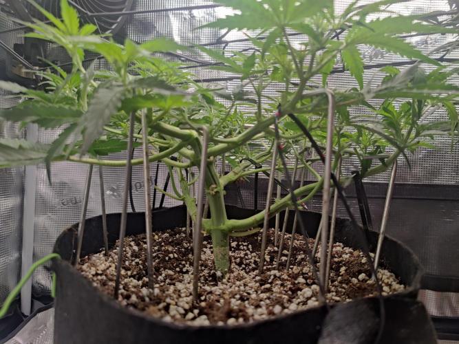 Kitsune kush Auto. Week 5
