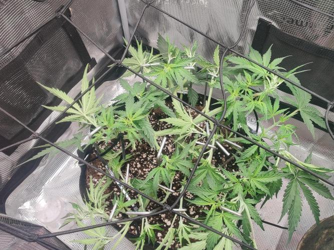 Kitsune kush Auto. Week 5