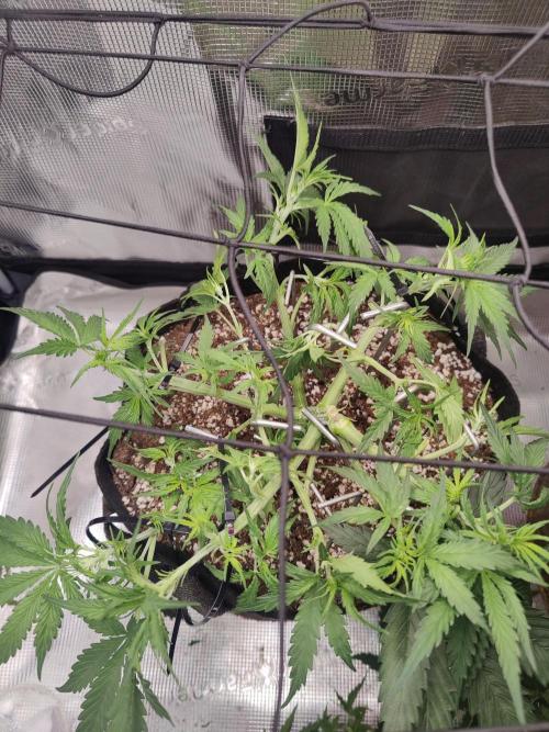 Kitsune kush Auto. Week 5