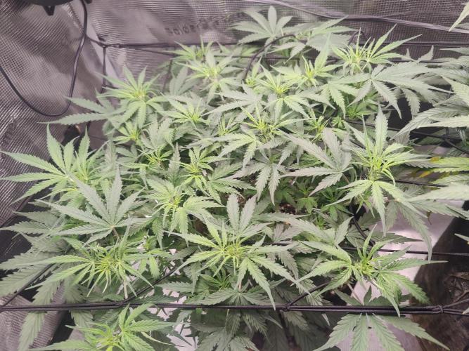 Kitsune kush Auto. Week 6