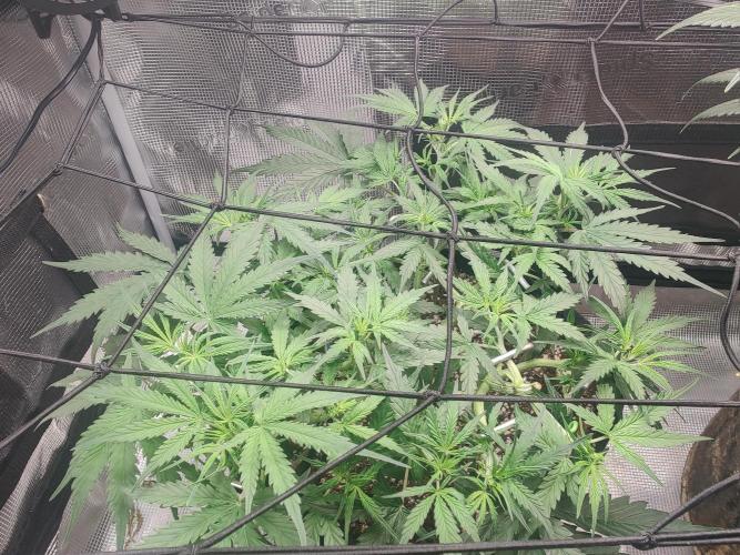 Kitsune kush Auto. Week 6