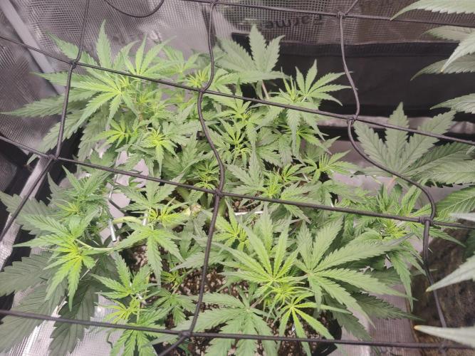 Kitsune kush Auto. Week 6