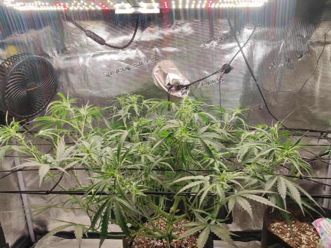 Kitsune kush Auto. Week 7