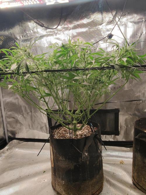 Kitsune kush Auto. Week 7