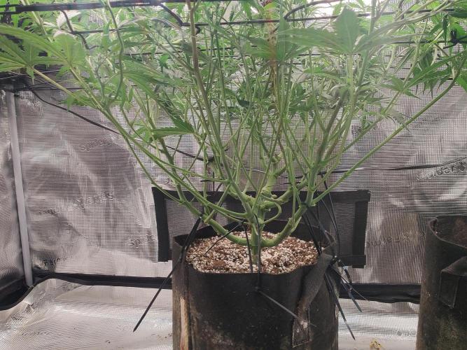Kitsune kush Auto. Week 7