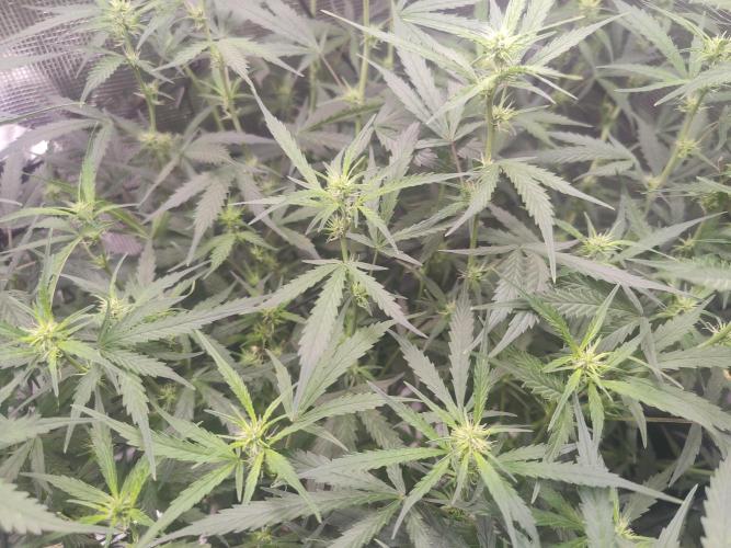 Kitsune kush Auto. Week 8