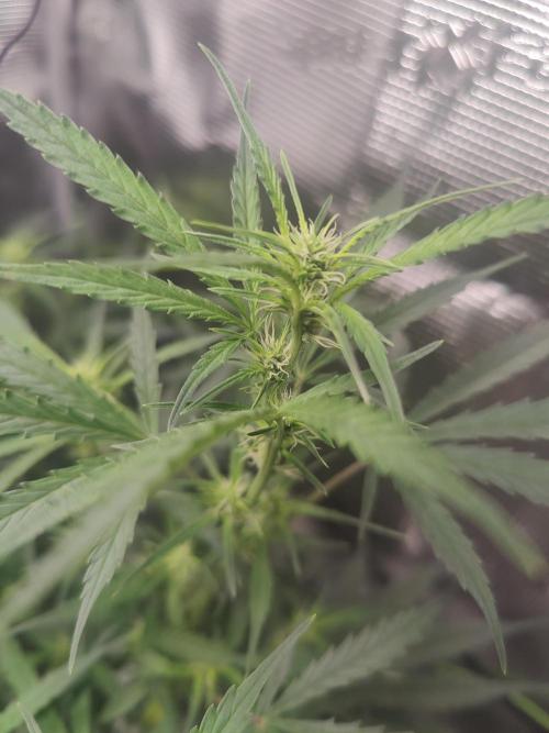 Kitsune kush Auto. Week 8