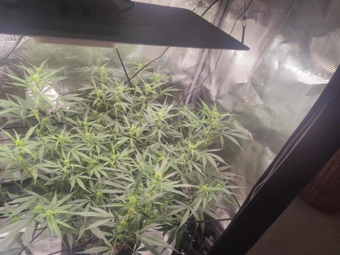 Kitsune kush Auto. Week 8