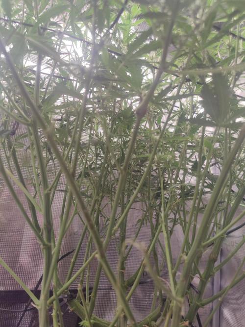 Kitsune kush Auto. Week 8