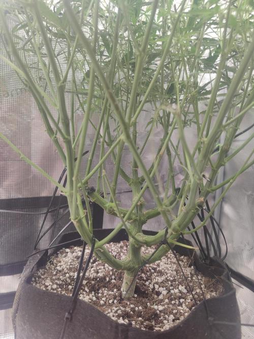 Kitsune kush Auto. Week 8