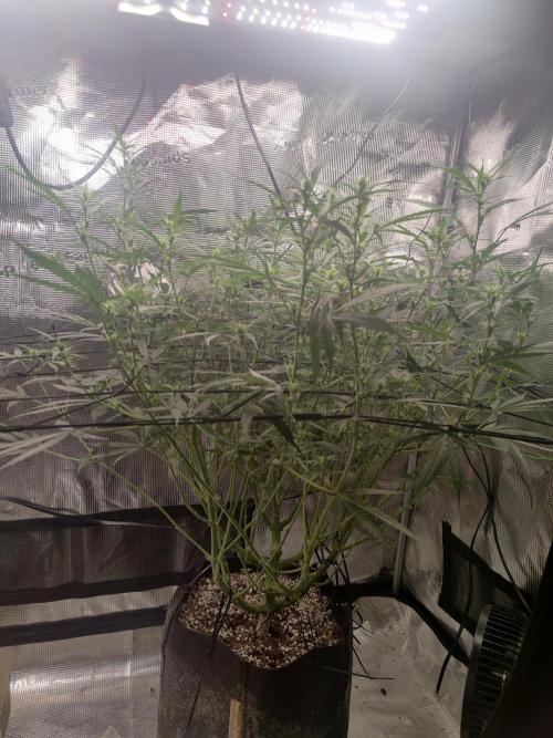 Kitsune kush Auto. Week 8