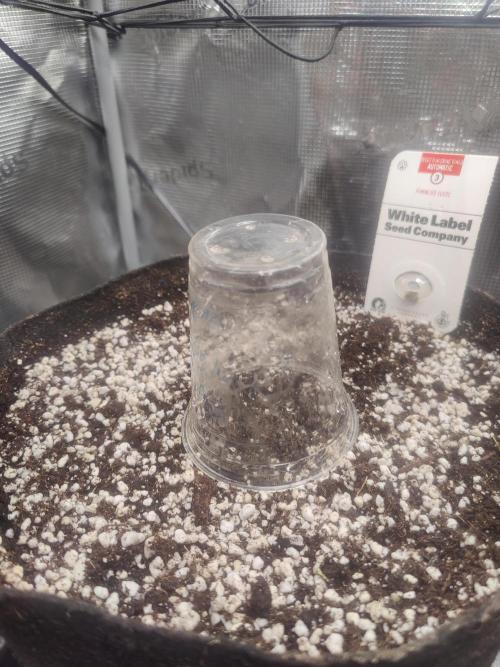 CCG SS Project. Week 0