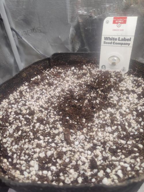 CCG SS Project. Week 0