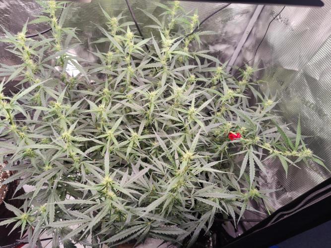 Kitsune kush Auto. Week 9