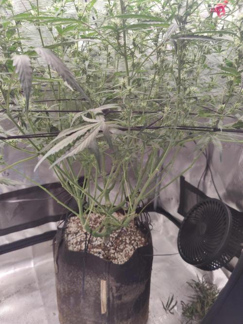 Kitsune kush Auto. Week 9
