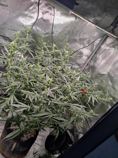 Kitsune kush Auto. Week 9
