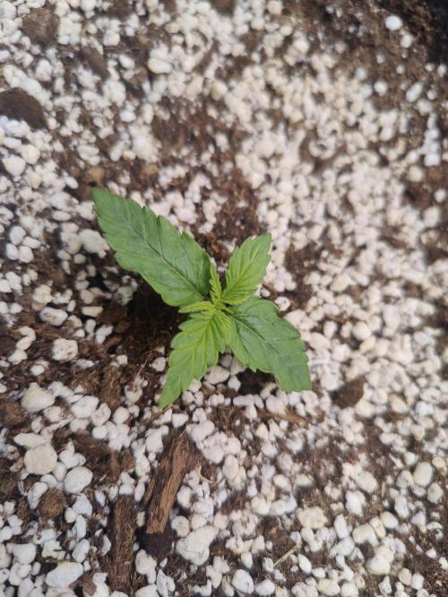 CCG SS Project. Week 1