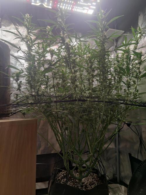 Kitsune kush Auto. Week 10