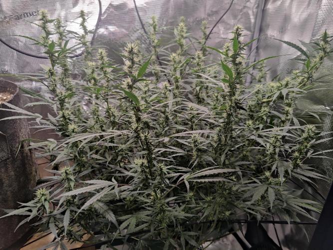 Kitsune kush Auto. Week 10