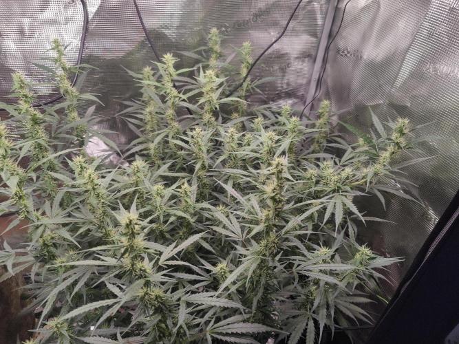Kitsune kush Auto. Week 10