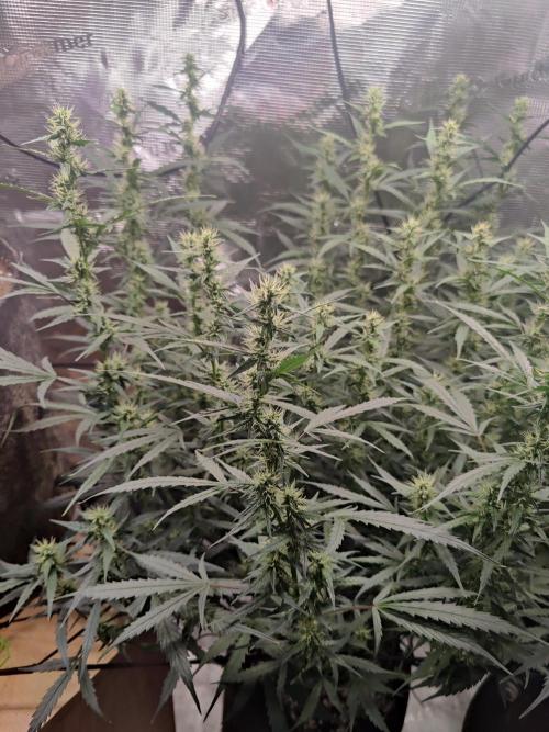 Kitsune kush Auto. Week 10