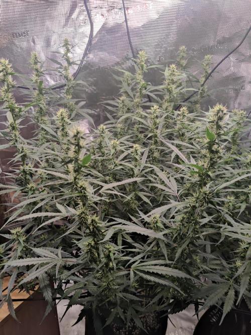 Kitsune kush Auto. Week 10