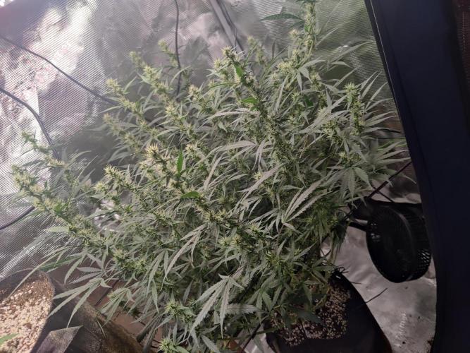 Kitsune kush Auto. Week 10
