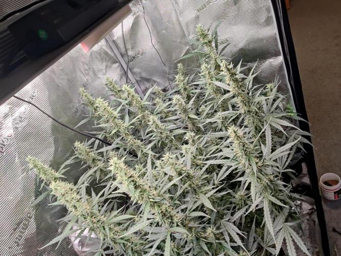 Kitsune kush Auto. Week 11