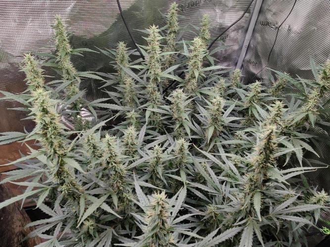 Kitsune kush Auto. Week 11