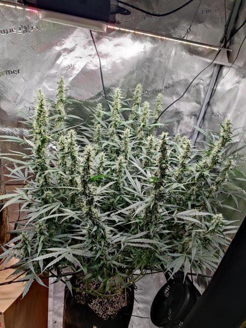 Kitsune kush Auto. Week 11