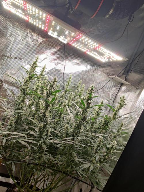 Kitsune kush Auto. Week 11