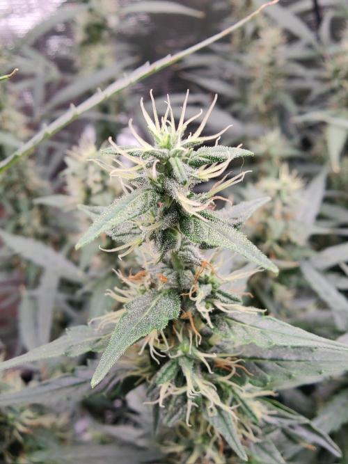 Kitsune kush Auto. Week 11