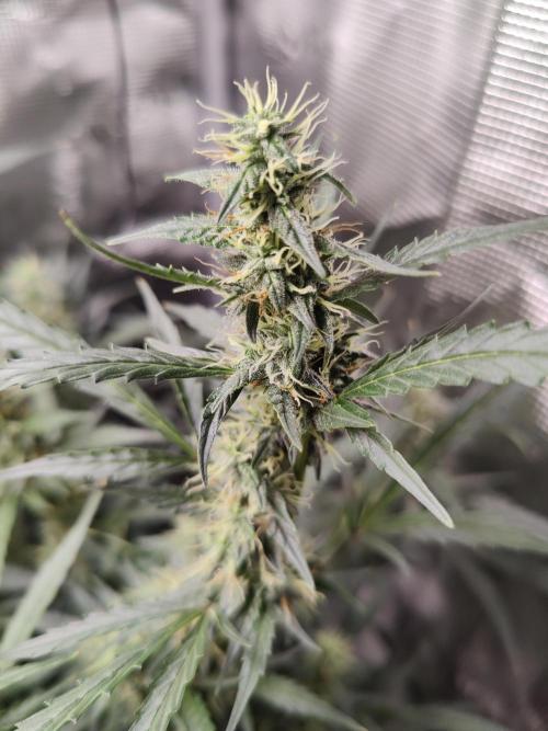 Kitsune kush Auto. Week 11