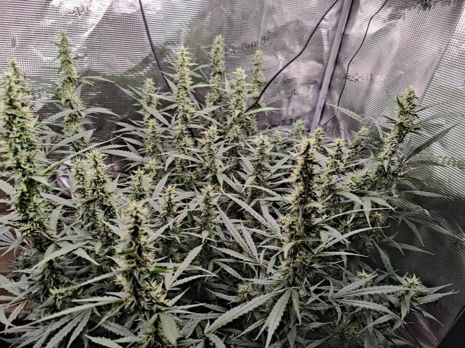 Kitsune kush Auto. Week 11