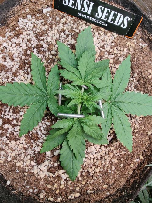 CCG SS Project. Week 2