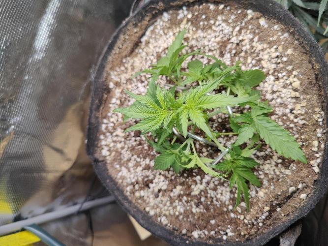 CCG SS Project. Week 3