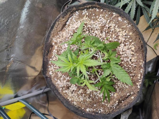 CCG SS Project. Week 3
