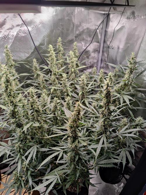 Kitsune kush Auto. Week 12