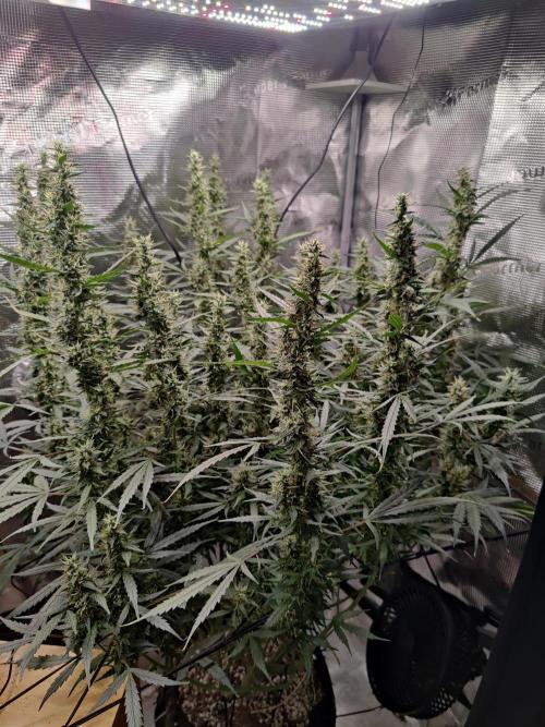 Kitsune kush Auto. Week 12