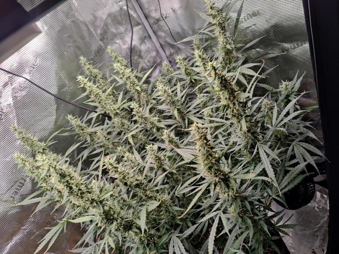 Kitsune kush Auto. Week 12