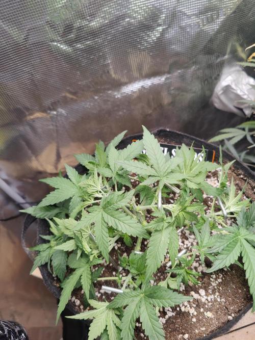 CCG SS Project. Week 4