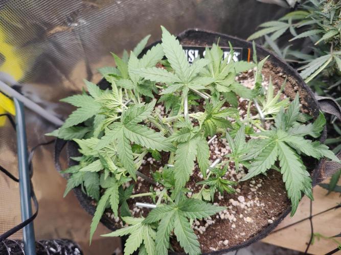 CCG SS Project. Week 4