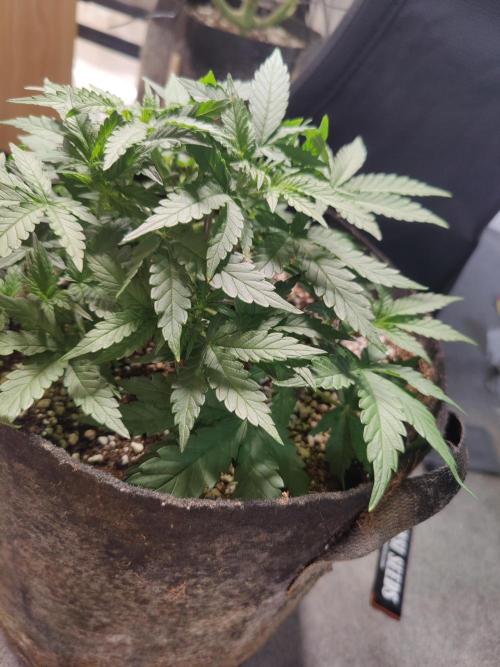 CCG SS Project. Week 4
