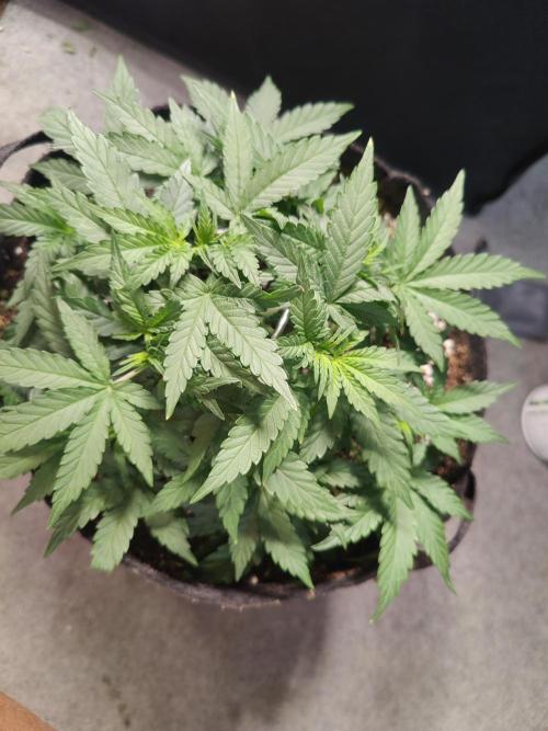CCG SS Project. Week 4