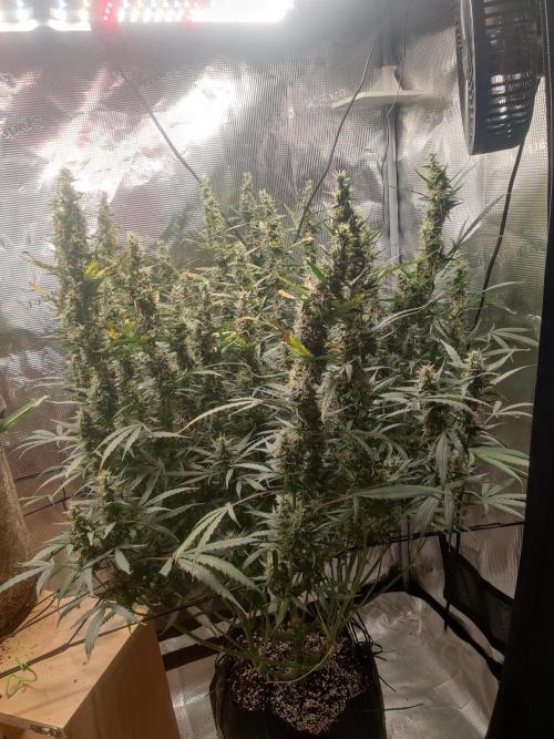 Kitsune kush Auto. Week 13